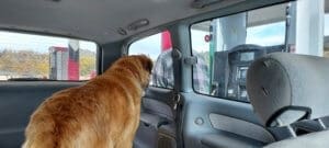 Saint Bernard, Thor, watches Rick gassing up the van
