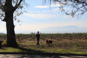Saint Bernard,Thor, walking with Rick at rest stop