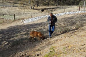 Saint Bernard,Thor, walking with Rick at rest stop