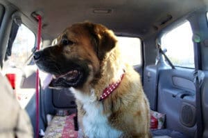 Saint Bernard, Thor, looking out van window in sacramento