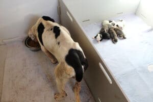 Emaciated dog,Hope,eating and pups