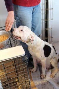Emaciated dog,Hope, sniffing bowl of dog food
