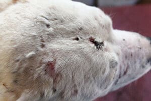 Emaciated dog,Top of head with scabs and cuts