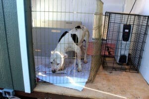 Emaciated dog,Hop,greeting at the door