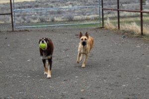 Feral stray, Kenna, and Gus playing ball