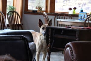 Feral stray, Kenna, checking out the photographer from a safe distance behind the furniture