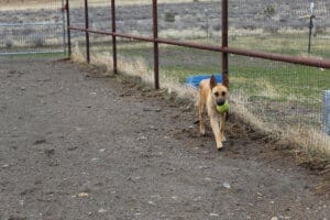 Feral stray, Kenna, returning with ball