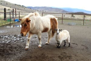 Kenna's housemates, Dalla the Icelandic ppinto horse and Biscuit the goat