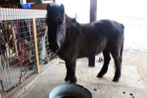 Kenna's housemate, Hekla the Icelandic black icelandic horse