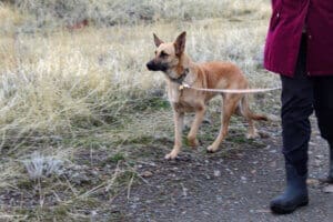 Feral stray, Kenna, showing off walking on leash skills