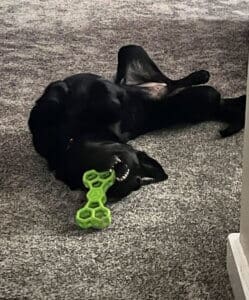 Stella on her back playing with a chew toy