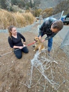 Stray dog, Stephanie and Rick cutting an unsure Randi out of net_photo RFormanek