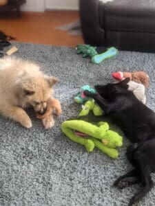 Young Husky Amputee_Atlas_and Stella with Stuffies