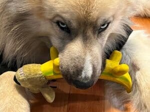 Young Husky Amputee,Atlas,with banana stuffy