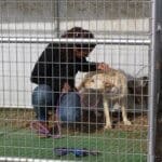 3 stray dogs, Ali and Marshall in Kennel