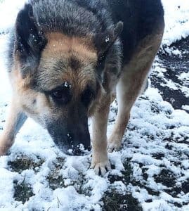 Cleo outside in snow CU 2