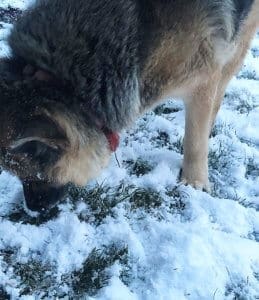 Cleo outside in snow sniffing