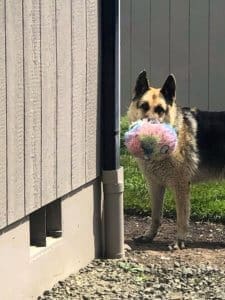 Cleo with her favorite plush toy ball