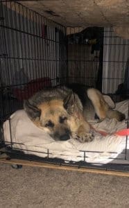 Doggy Foster Home, Cleo in her crate