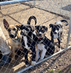 Help dogs, older puppies at ranch