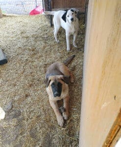 Older puppies at Sanctuary