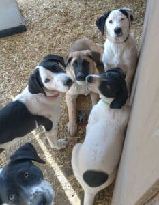 Help dogs, older puppies at the Sanctuary