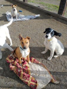 Older puppies hanging out in Sanctuary yard