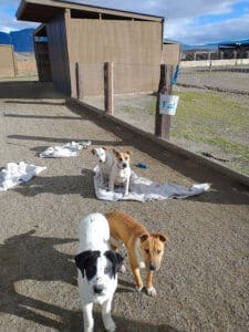 Older puppies hanging out in Sanctuary yard