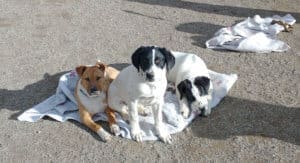 Older puppies in Sanctuary play yard