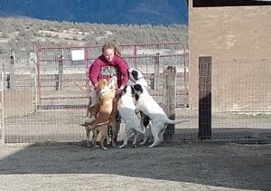 Help dogs, older puppies greeting Lacey at Sanctuary yard fence