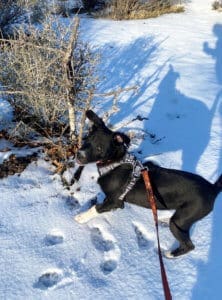 Older puppy learning leash skills in the snow