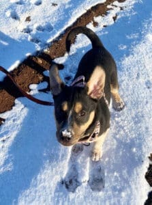 Older puppy learning leash skills in the snow