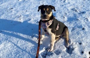 Older puppy learning leash skills in the snow