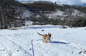 Help dogs, older puppy learning leash skill in the snow