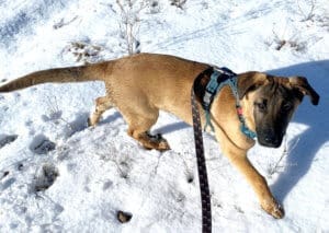 Older puppy learning leash skills in the snow