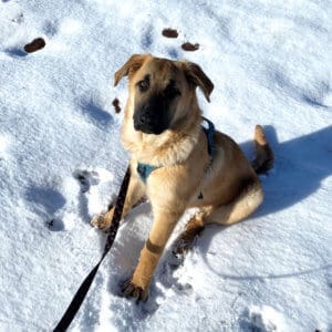 Help dogs, older puppy learning leash skill in the snow