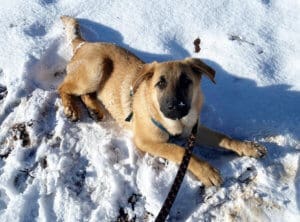 Older puppy learning leash skills in the snow