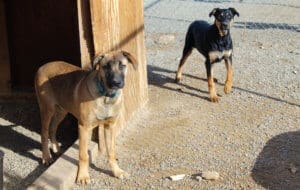 Older puppies in play yard at Adoption Center