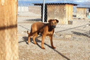 Older puppy in Adoption Center yard