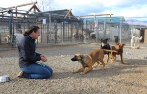 Help dogs, older puppies taking treats from Ali at Rescue Ranch Adoption Center