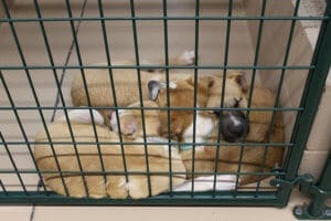 Older puppies sleeping in a pile in Kennel at Adoption Center