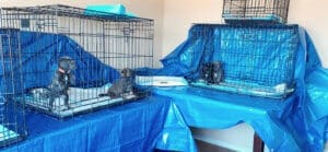 Parvo Puppies, Blue room at Rescue Ranch Sanctuary