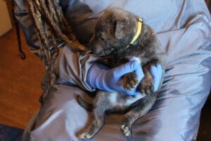 Parvo Puppies, Yallow collared pup on Lacey's lap