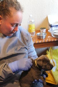 Parvo Puppies_Lacey checking yellow collared pup for dehydration