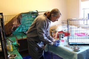 Parvo Puppies, Laura Opening food can