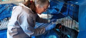 Parvo Puppies, Laura checking in on pups in blue room