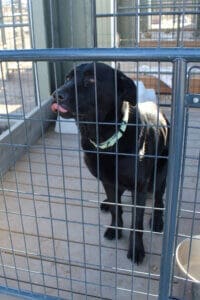 Parvo Puppies, Momma Stormy taking cookies from John