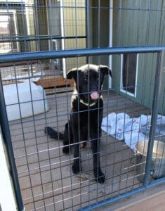 Parvo Puppies, Momma Stormy taking cookies from John