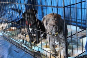 Parvo Puppies, 2Puppies in Blue Room