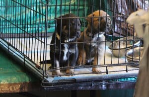 Parvo Puppies, Puppies in Green Room